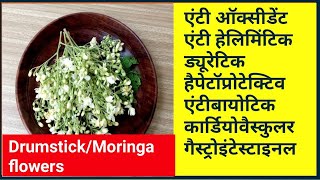 Health benefits of drumstick/moringa flowers. सहजन के फूल के औषधीय लाभ उपयोग एवं प्रयोग विधि