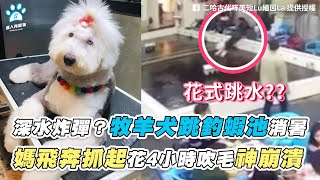 【深水炸彈？牧羊犬跳釣蝦池消暑 媽飛奔抓起花4小時吹毛神崩潰】｜FB / 二哈古代咘美短Lu緬因La