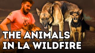 How to Help Animals Affected by the Los Angeles Wildfire!