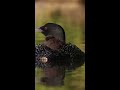 loon wailing with chick on back shorts