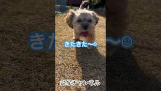 陽だまりとはな ヨーキー×シーズーのミックス犬　#ミックス犬 #世界一可愛い犬 #ヨーキー #成長記録 #shorts #dog #shitzu #yorkie