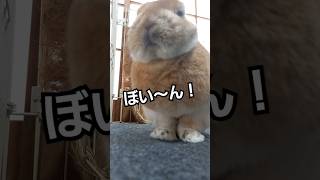 【うさぎの仕草】姿勢を直すウサギの動きが可愛い #うさぎ  #おもしろ #かわいい