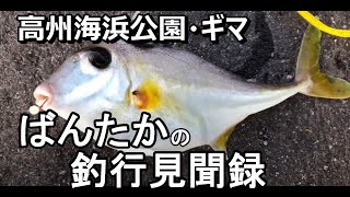 高州海浜公園でギマが爆釣！タコ釣れず…【ばんたかの釣行見聞録vol.21】