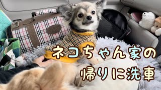 【チワワ】初めての洗車機を体験したイヌ🐶