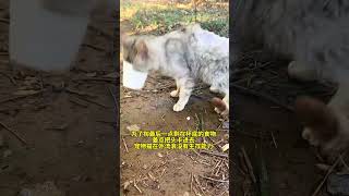 小猫能有什么坏心思呢，它只想被爱#关注流浪猫#南京领养猫咪