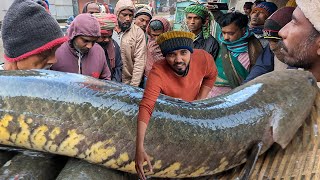 বিশ্বাস করাটা কঠিন! কতটা সস্তায় বিক্রি হচ্ছে বিলের টাটকা দেশি মাছ দুবলি বাজারে | dohar dubli bazar