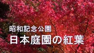 昭和記念公園　「日本庭園の紅葉」