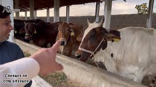 Alhamdulillah New Pregnant Cows Arrived In Karachi 😍 | AR Maani