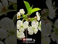 CHERRY Blossom Time Lapse #shorts