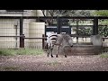 夢見ヶ崎動物公園のシマウマ