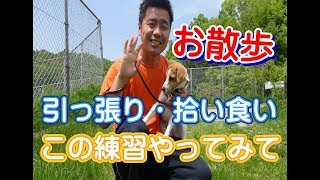 子犬のしつけ【拾い食い】と【引っ張り】を改善する練習を園長が実演します♪　～犬のしつけ・ドッグトレーニング～