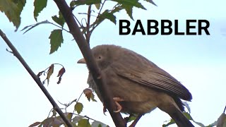  சிலம்பன் BABBLER