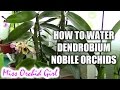 How to water Dendrobium Nobile orchids - Tips for healthy orchids