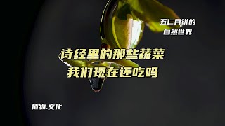 古人都吃什么蔬菜？《诗经》里的那些蔬菜我们还吃吗？