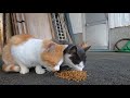 カリカリをモリモリ食べる野良猫たち【ネコ観察モニタリング】stray cats eat karikari food deliciously！