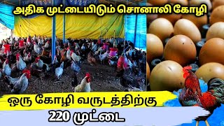 அதிக முட்டையிடும் சொனாலி கோழி || sonali chicken farm in tamil || poultry farm