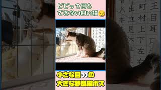 ＃Shorts★野良猫ボスにビビって何もできない飼い猫★多頭・サビ猫・茶トラ・キジトラ