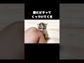 膝にピタってくっついてくる 保護子猫