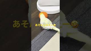 こんなものがひかるちゃんのおもちゃに！#インコ