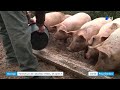 cochons stressés et éleveurs en détresse  les conséquences de la fermeture de cet abattoir