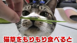 猫草を食べてオゲーってなってしょんぼりするリキちゃん☆音注意☆猫草が大好きすぎる猫【リキちゃんねる】Cat video　きじしろねこのいる暮らし