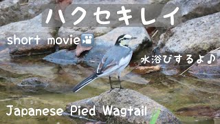 【身近な野鳥たち】かわいすぎる！ハクセキレイの水浴び【Japanese Pied Wagtail】