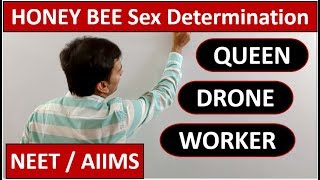 Sex Determination in Honeybees | Queen , Drone & Workers | Haplodiploidy