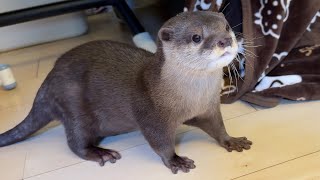 こどもを何が何でも迎えに行こうとするカワウソ！ An otter tries to pick up his child from daycare no matter what!