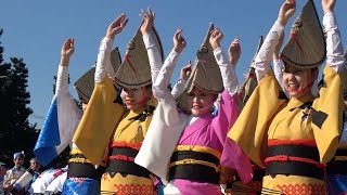 阿波踊り「阿呆調チーム」平成28年草加ふささら祭り（2016.11.3）