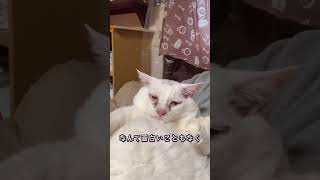 俺　二郎元ボス猫　今日も平和だ #シニア猫 #保護猫 #元ボス猫