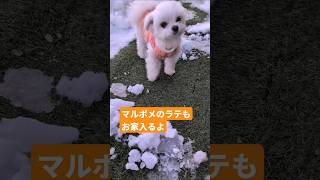 ［お庭ドックラン］大雪お庭にも雪上手に歩くよ  #ミックス犬 #マルポメ #マルポメのラテ #マルチーズ #マルチーズのポポ #お庭 #お庭ドックラン #犬のいる生活   #多頭飼い犬  #雪 #大雪