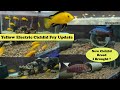 Cichlids fry update | Turkish peacock cichlids | LIVE AQUARIUM