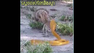 King of snakes, golden vultures and scorpionsស្តេចពស់វែកមាសនិងសត្វស្កា