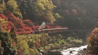 紅葉の嵯峨野観光鉄道トロッコ列車