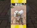 犬さんの動画見て笑ったら寝ろwwwww