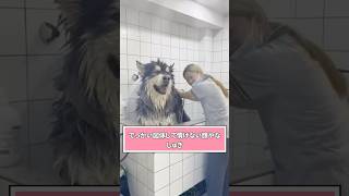 犬さんの動画見て笑ったら寝ろwwwww