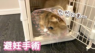 何度も発情していた成猫が避妊手術をしました｜スコティッシュフォールド