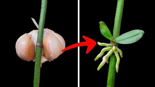 Tips to propagate orchids super fast, Pro orchid growers don't want you to know