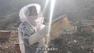 如何处理巢脾上的绵虫，蜂农自己发明一个妙招，省时省力见效快