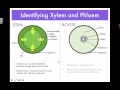 phloem structure and function 2016