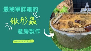 《兜癮》 鍬形蟲爆產了？！原來繁殖這麼簡單！！產房佈置細節解說｜兜癮