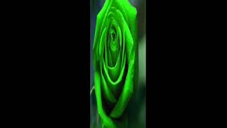 Green Roses