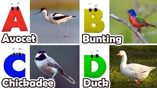 Birds Alphabet Song for Kids | Birds ABC Song | Phonics for Kids | Alphabet Letters | Baby