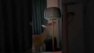 Pet Deer Switches Lamp off and On