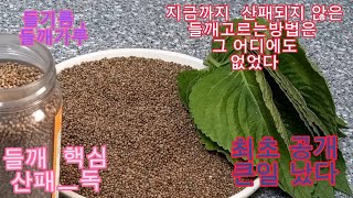 제발 보세요.산패된 들깨가 혈관을 위협! 산패되지 않은 들깨고르는법           [고르는것에초월한=명불허전] [바른정보] 건강을 추구하는~