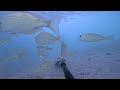 dropping gopro under popular fishing pier with bait giant fish found