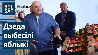 ⚡ Лукашенко наехал на яблоки / Новости дня