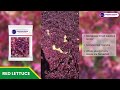 sarpan red lettuce seeds fieldtour best variety lettuce seeds call 8884448098 redlettuce