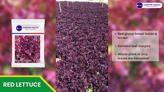 #sarpan Red #lettuce Seeds #fieldtour | Best variety lettuce seeds | Call : 8884448098 | #redlettuce