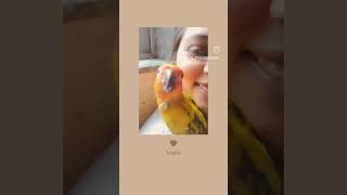 Yellow Dominant Sun Conure Being Playful